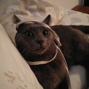 Meet your Posher, Damon